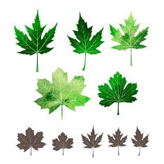 Set of watercolor leaves N2