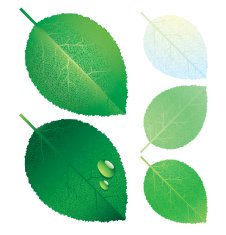 leaf N37