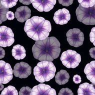 Morning Glory N2