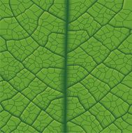 Leaf Vein N2