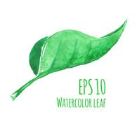 Watercolor leaf N3