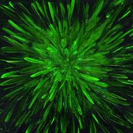Oil painted green firework on black background
