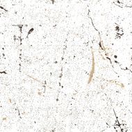 Seamless dirty rusty grunge texture vector background N4