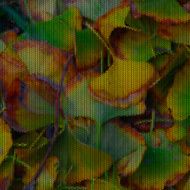 abstract color ginkgo leaf pattern texture background