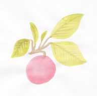 Painted watercolor apple and leaves