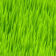 Green grass seamless pattern Vector illustration N2