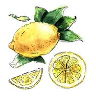 Watercolor set of lemons Lemon segments juicy lemon Vector il