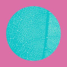 Green leaf texture N2