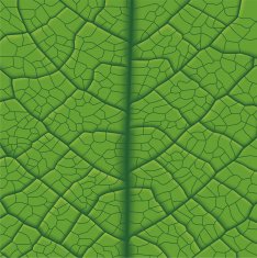 Leaf Vein N2