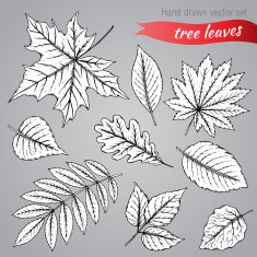 Botanical set highly detailed hand drawn leaves