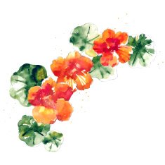 Collection of watercolor nasturtium flowers N9