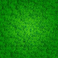 green grass background N6