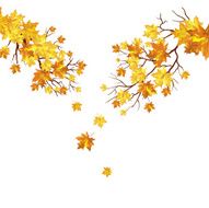 Autumn Maple Leaves Background N8