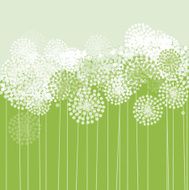 Dandelion texture