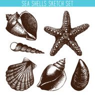 hand drawn sea shell sketch collection