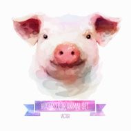 Vector set of watercolor illustrations Cute pig
