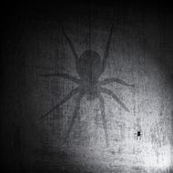 Shadow Spider on Grunge Background