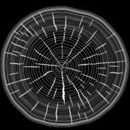Tree rings saw cut tree trunk background N3
