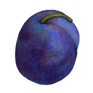 Watercolor Plum on White
