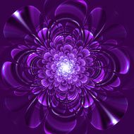 Beautiful flower on purple background N3