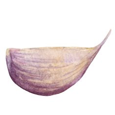 Watercolor garlic clove closeup isolated