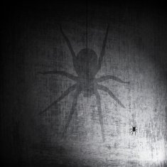 Shadow Spider on Grunge Background