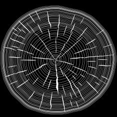 Tree rings saw cut tree trunk background N3