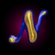 vector golden and blue letter n