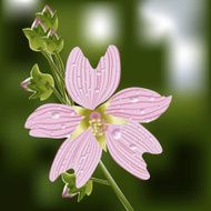 Design floral element Vector illustration N2