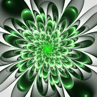 Beautiful lush green flower on white background