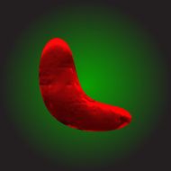 vector red clay figure N15