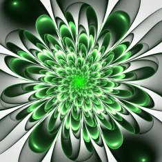 Beautiful lush green flower on white background
