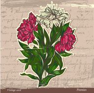 Peonies N15