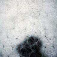 Dandelion N45