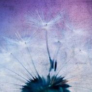 Dandelion N46