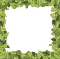 leaves frame N13