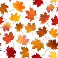 Autumn maple leaves seamless background