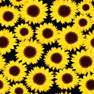 Seamless background with sunflowers Vector illustration