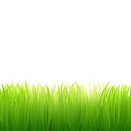 natural background of grass on white