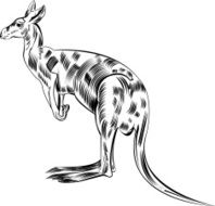 kangaroo N21