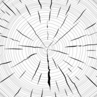 Tree rings saw cut tree trunk N3