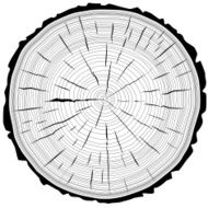 Tree rings saw cut tree trunk background N4