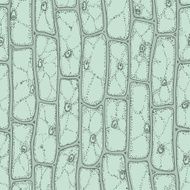 Plant cell pattern N2