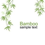 Green bamboo branches