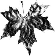 Dry Maple Leaf - Illustration N2