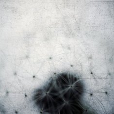 Dandelion N45