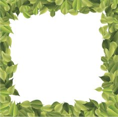 leaves frame N13