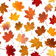 Autumn maple leaves seamless background