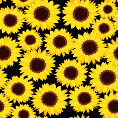 Seamless background with sunflowers Vector illustration