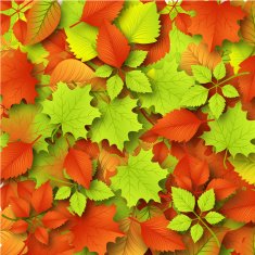 Autumn background with leaves N51